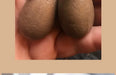 3PCS Hatching Dinosaur Eggs – T‑Rex, Triceratops & Raptor PVC Model Set
